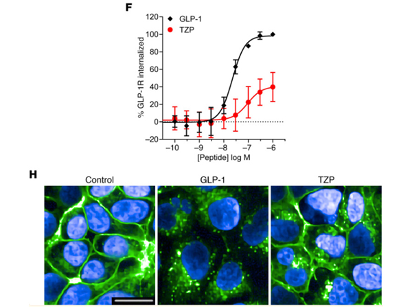 Immunofluorescence using Anti-HA Epitope Tag Antibody DyLight™800 Conjugated